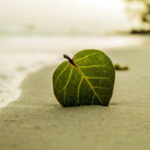 A leaf on a beach of a desert island. Best place to seize energetic sensitivity.